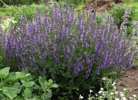 Pievinis šalavijas (Salvia pratensis) 'Rhapsody in Blue'
